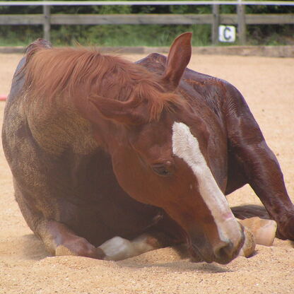 Lesson horse, horseback riding, summer camp