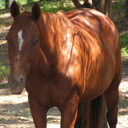 Lesson horse, horseback riding, summer camp