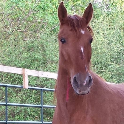 Lesson horse, horseback riding, summer camp