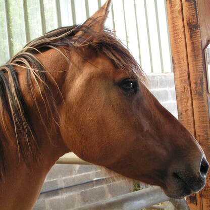 Lesson horse, horseback riding, summer camp