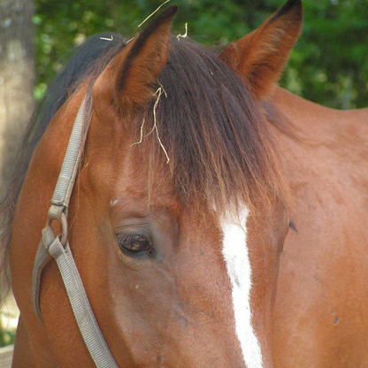 Lesson horse, horseback riding, summer camp