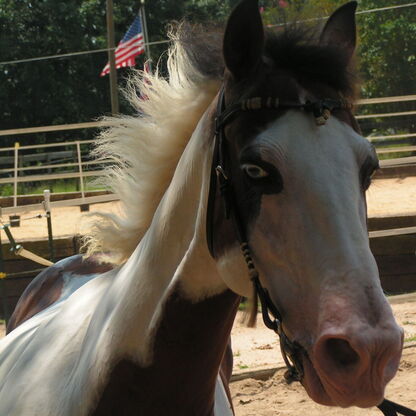 Lesson horse, horseback riding, summer camp