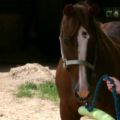 Lesson horse, horseback riding, summer camp