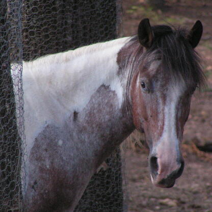 Lesson horse, horseback riding, summer camp