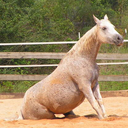 Lesson horse, horseback riding, summer camp