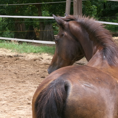 Lesson horse, horseback riding, summer camp